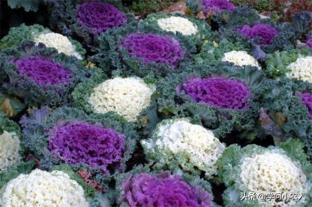 自杀羽衣甘蓝,探寻植物界的神秘传说与科学奥秘