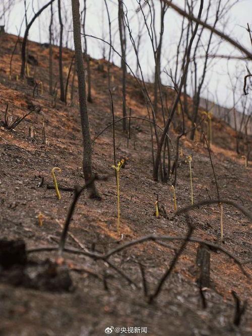 野火烧过的春天