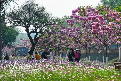 花开校园,春意盎然——校园春景掠影